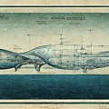 The Whale Digital Art by Nickleen Mosher The Whale Digital Art by Nickleen Mosher