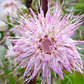 The Wildflower's Secret Photograph by Pamela Smale Williams The Wildflower's Secret Photograph by Pamela Smale Williams