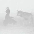 The Wolf and The Raven by Julie Argyle