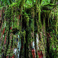 The Woods Golden Ears Provincial Park British Columbia by Tommy Farnsworth
