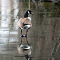 Thin Ice Photograph by Kevin Suttlehan Thin Ice Photograph by Kevin Suttlehan
