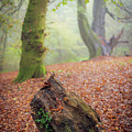 This Autumn goes all the way to 11 Photograph by Gavin Lewis This Autumn goes all the way to 11 Photograph by Gavin Lewis
