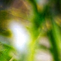 Thistle Abstract Mixed Media by Call Me Abbie - Abbie Shores