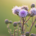 Thistle Flowers Photograph by Karen Rispin Thistle Flowers Photograph by Karen Rispin