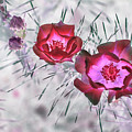 Thorny Situation in Red Photograph by Missy Joy Thorny Situation in Red Photograph by Missy Joy