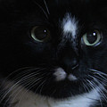 Those Eyes by Holly Morris Those Eyes by Holly Morris
