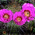 Three Cactus Blossoms Photograph by Bob Falcone Three Cactus Blossoms Photograph by Bob Falcone
