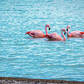Three flamingos on the Laguna Amarga Photograph by Lyl Dil Creations Three flamingos on the Laguna Amarga Photograph by Lyl Dil Creations