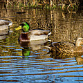 Three Mallard ducks chilling out Photograph by Louis Dallara Three Mallard ducks chilling out Photograph by Louis Dallara