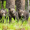 Three of Four of Grizzly 399's Cubs Photograph by Belinda Greb Three of Four of Grizzly 399's Cubs Photograph by Belinda Greb