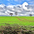 Three Trees by Gordon James