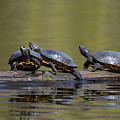 Three's Company by Bill Cubitt
