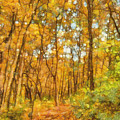 Through The Autumn Forest by Dan Sproul Through The Autumn Forest by Dan Sproul