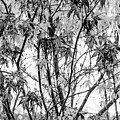 Through the Autumn Leaves Black and White Photograph by Debra and Dave Vanderlaan Through the Autumn Leaves Black and White Photograph by Debra and Dave Vanderlaan