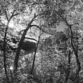 Through the Trees at the Lake Black and White Photograph by Debra and Dave Vanderlaan Through the Trees at the Lake Black and White Photograph by Debra and Dave Vanderlaan