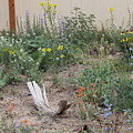 ThunderVisions Studio Flowerbed Photograph by Doug Miller ThunderVisions Studio Flowerbed Photograph by Doug Miller