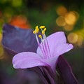 Tibouchina 1 Photograph by Anthony Burokas Tibouchina 1 Photograph by Anthony Burokas