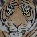 Tiger by Laurel Best