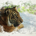 Tiger Portrait with Textures Digital Art by Alison Frank Tiger Portrait with Textures Digital Art by Alison Frank