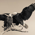 Tight landing by Pete Rems