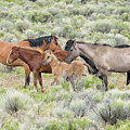 Tightly Knit - A South Steens Band of Wild Horses Photograph by Belinda Greb Tightly Knit - A South Steens Band of Wild Horses Photograph by Belinda Greb