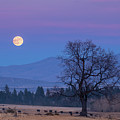 Till the Cows Come Home Photograph by Randy Robbins Till the Cows Come Home Photograph by Randy Robbins