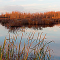 Tillman Preserve Photograph by Don Nieman Tillman Preserve Photograph by Don Nieman
