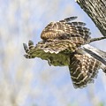 Time to Hunt by Puttaswamy Ravishankar