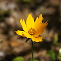 Tiny Bloom Photograph by Heather E Harman Tiny Bloom Photograph by Heather E Harman