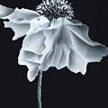 Tiny Dancer Painting by Kimberly Deene Langlois Tiny Dancer Painting by Kimberly Deene Langlois