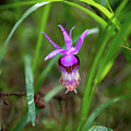 Tiny Fairy Slipper 2 by Diane Moller