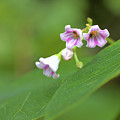Tiny Wildflowers Photograph by Bob Falcone Tiny Wildflowers Photograph by Bob Falcone