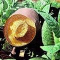 Tobacco Picker by Jose Manuel Abraham Tobacco Picker by Jose Manuel Abraham