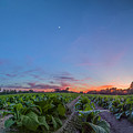 Tobacco Sunset Photograph by Melissa Southern