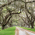 Tomotley Plantation Avenue of Oaks Panorama II, Sheldon, South C Photograph by Dawna Moore Photography