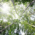 Top Of Summer Birch Trees Photograph by Mikhail Kokhanchikov Top Of Summer Birch Trees Photograph by Mikhail Kokhanchikov