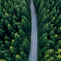 Top view of dark evergreen forest landscape. Photograph by Jelena Jovanovic Top view of dark evergreen forest landscape. Photograph by Jelena Jovanovic