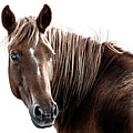 Toretto - Horse Art by Lisa Saint