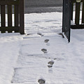 Traces in the Snow Photograph by Elena Perelman Traces in the Snow Photograph by Elena Perelman