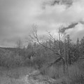 Trailhead Tree Photograph by Alan Norsworthy Trailhead Tree Photograph by Alan Norsworthy