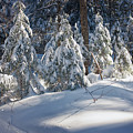 Trailside Light Photograph by Jeff Sinon Trailside Light Photograph by Jeff Sinon