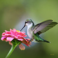 Tranquil Joy Hummingbird Square Photograph by Christina Rollo Tranquil Joy Hummingbird Square Photograph by Christina Rollo