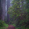 Tranquility by Chuck Jason