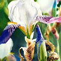 Translucent Iris Painting by Espero Art Translucent Iris Painting by Espero Art