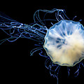 Transparent Jellyfish With Long Poisonous Tentacles Photograph by Andreas Berthold Transparent Jellyfish With Long Poisonous Tentacles Photograph by Andreas Berthold
