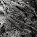 Tree Detail 1 by Fran Hogan