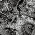 Tree Detail 2 by Fran Hogan