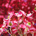 Tree Glowing Dogwood Flowers by Joy Watson