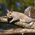 Tree Hugging Squirrel by Linda Stern