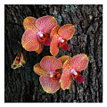 Tree Orchid by Luz Resto